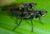 Cordilura atrata